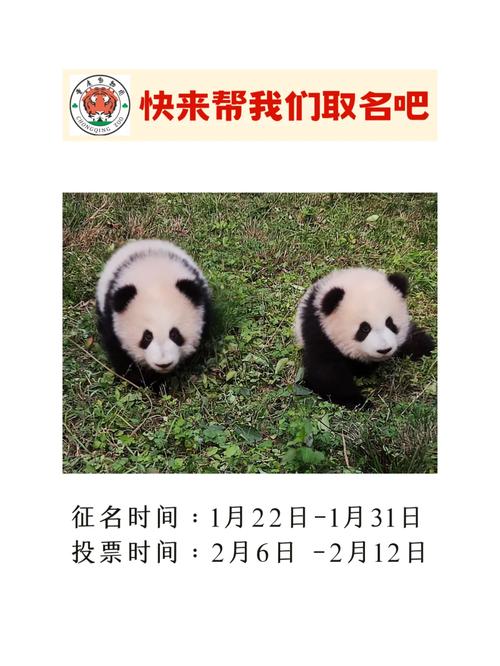 疫情野生熊猫，疫情野生熊猫有多少只-第7张图片-优品飞百科