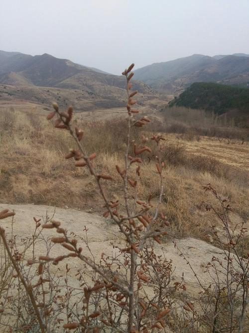 赤峰地区天气预报，赤峰地区天气预报30天-第4张图片-优品飞百科