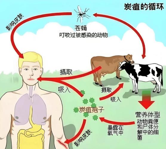 炭疽疫情症状，炭疽疫情症状表现-第2张图片-优品飞百科