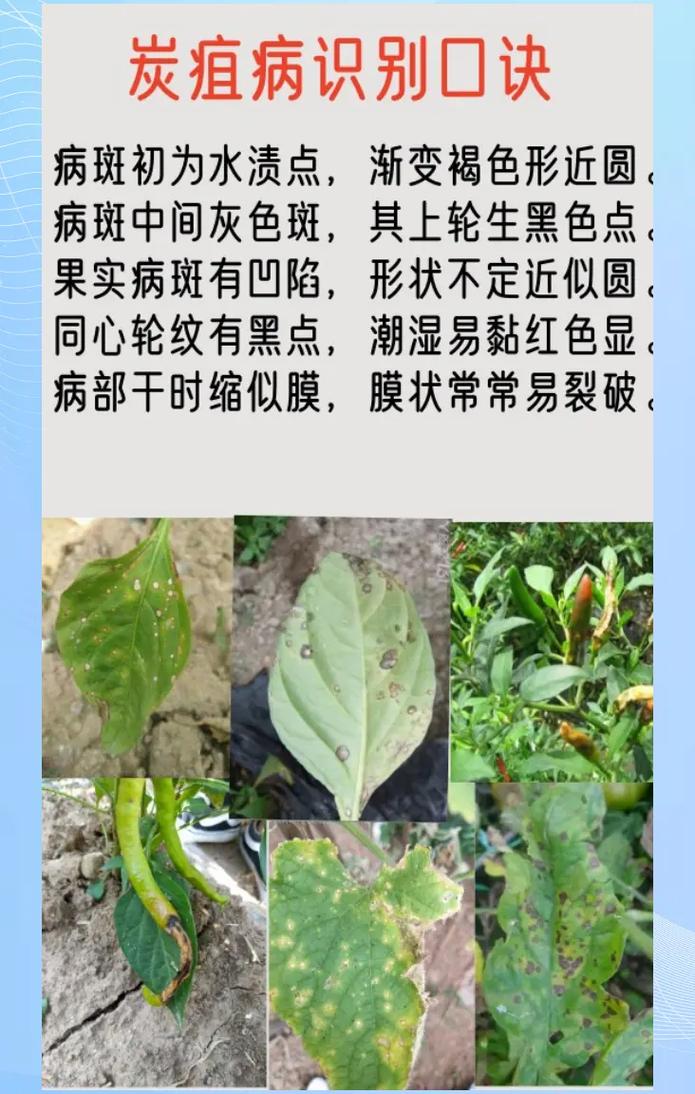 炭疽疫情症状，炭疽疫情症状表现-第4张图片-优品飞百科