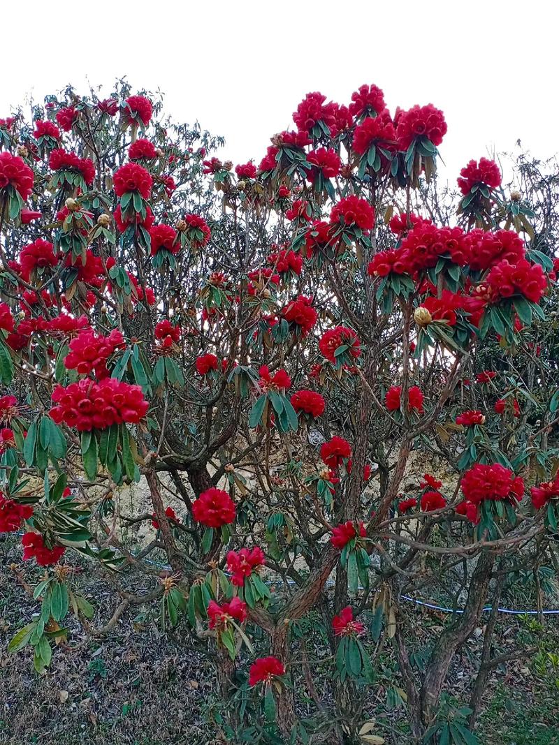 贵州天气预报查询？贵州天气预报查询表？-第6张图片-优品飞百科