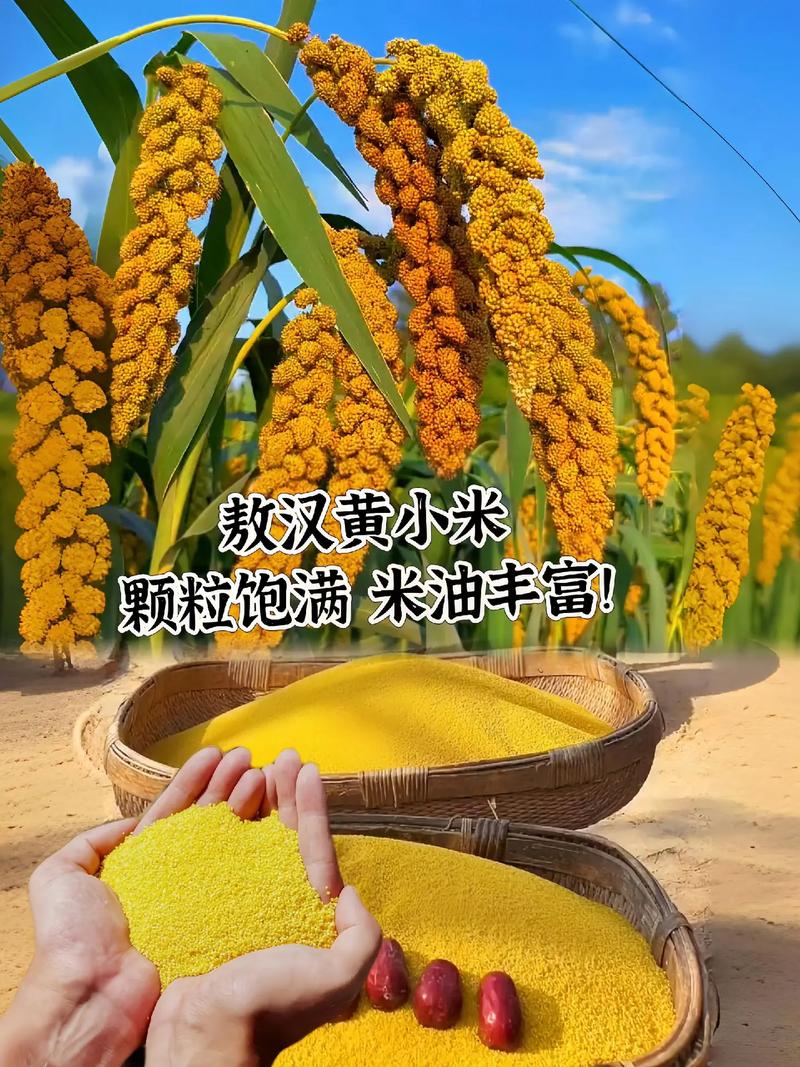 小米新机什么时候发布时间，小米新手机几月份发布？-第4张图片-优品飞百科