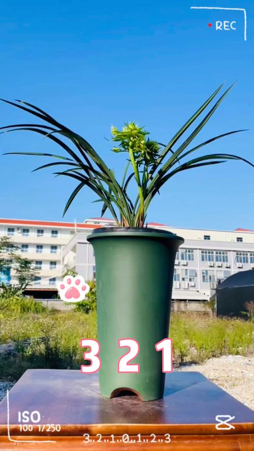 疫情兰花节?辛庄兰花节?-第3张图片-优品飞百科 疫情兰花节?辛庄兰花节?-第3张图片-优品飞百科