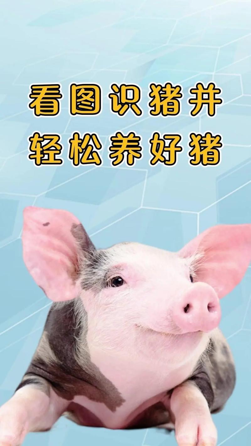 疫情对养猪影响，新冠疫情对养猪行业的影响？-第1张图片-优品飞百科