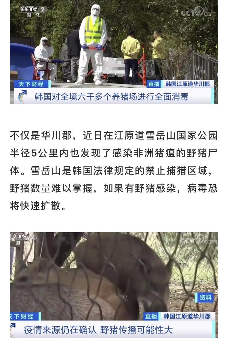 猪爆发疫情，猪温疫暴发-第1张图片-优品飞百科