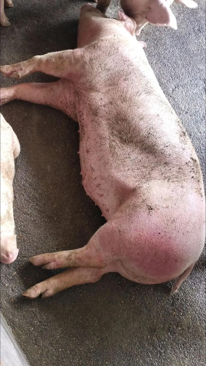 猪爆发疫情，猪温疫暴发-第2张图片-优品飞百科