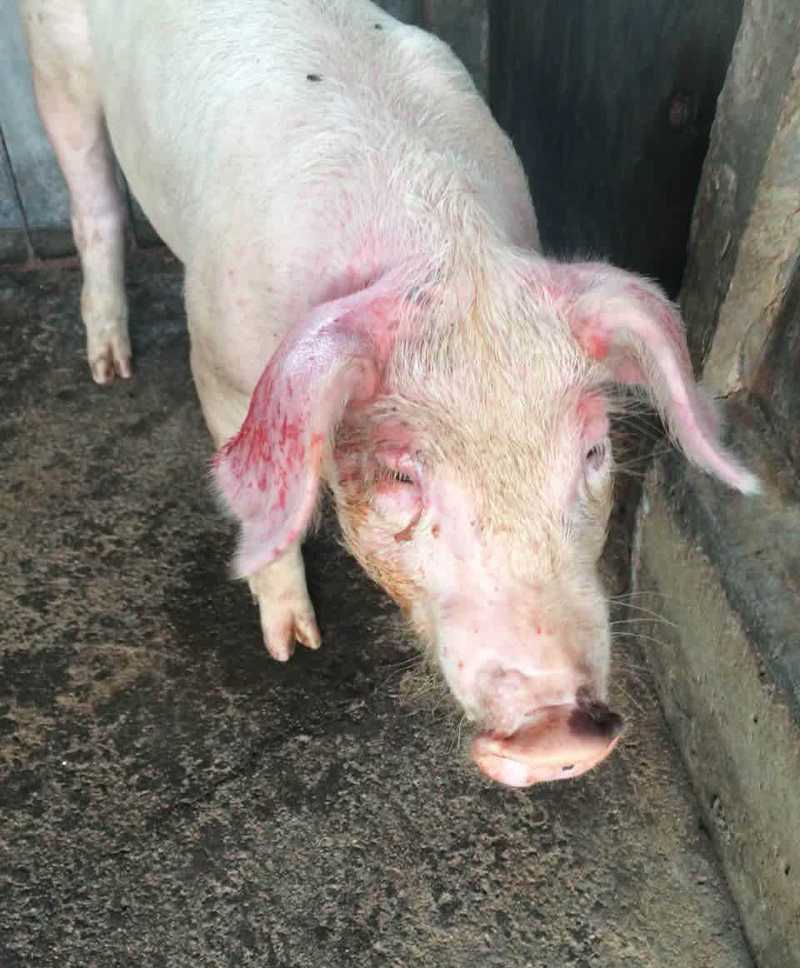 猪爆发疫情，猪温疫暴发-第3张图片-优品飞百科