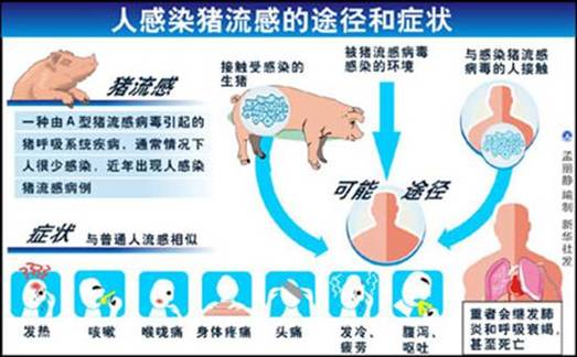 猪爆发疫情，猪温疫暴发-第4张图片-优品飞百科