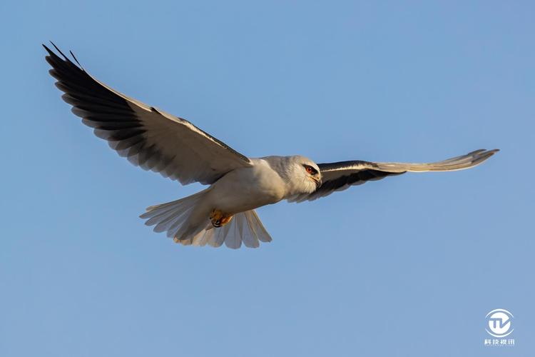 尼康d6和z9选哪个好，尼康z6ii和尼康d780？-第2张图片-优品飞百科