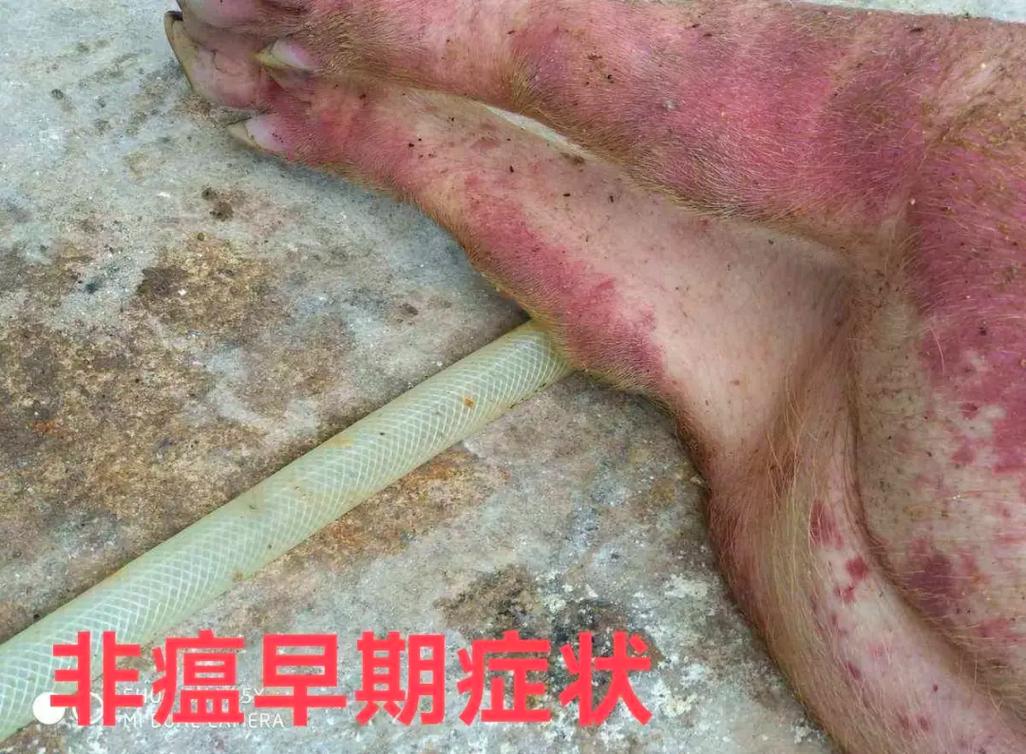 东北生猪疫情？东北生猪疫情最新消息？-第3张图片-优品飞百科