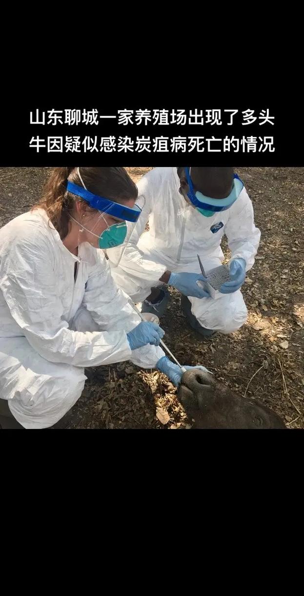 疫情动物发现，疫情动物会传染吗？-第7张图片-优品飞百科