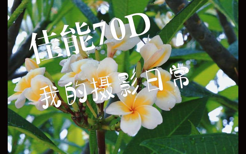 佳能70d自拍功能怎么用，佳能70d如何自拍-第2张图片-优品飞百科