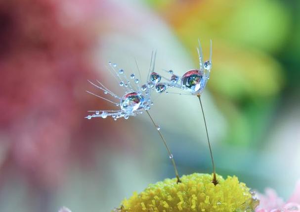 ef微距镜头推荐？e口微距镜头？-第6张图片-优品飞百科