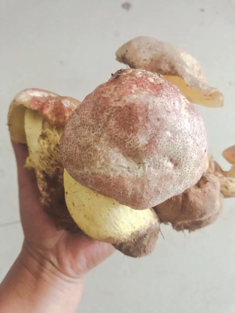 野生菌疫情，野生菌政策-第3张图片-优品飞百科