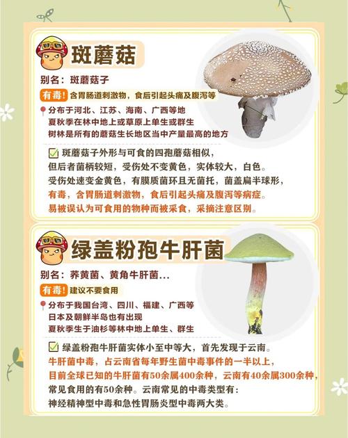 野生菌疫情，野生菌政策-第5张图片-优品飞百科