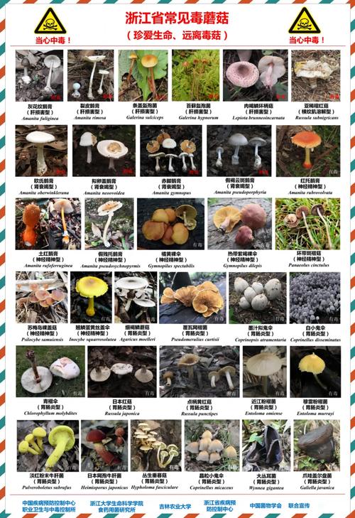 野生菌疫情，野生菌政策-第6张图片-优品飞百科