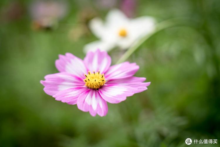 索尼比较好的微距镜头，索尼微距镜头90还是100？-第4张图片-优品飞百科