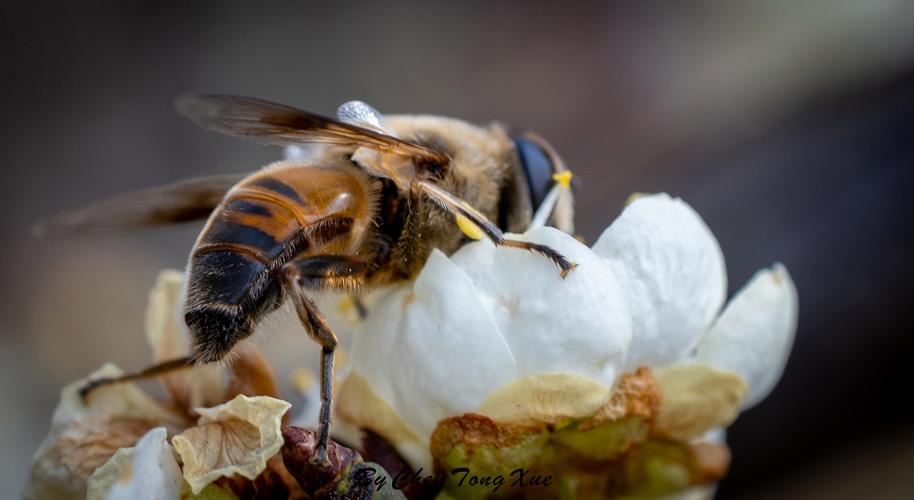 索尼比较好的微距镜头，索尼微距镜头90还是100？-第5张图片-优品飞百科