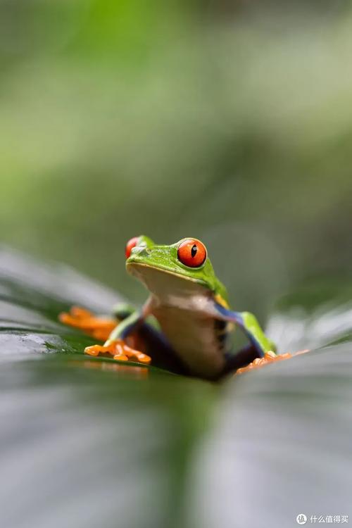 索尼比较好的微距镜头，索尼微距镜头90还是100？-第6张图片-优品飞百科