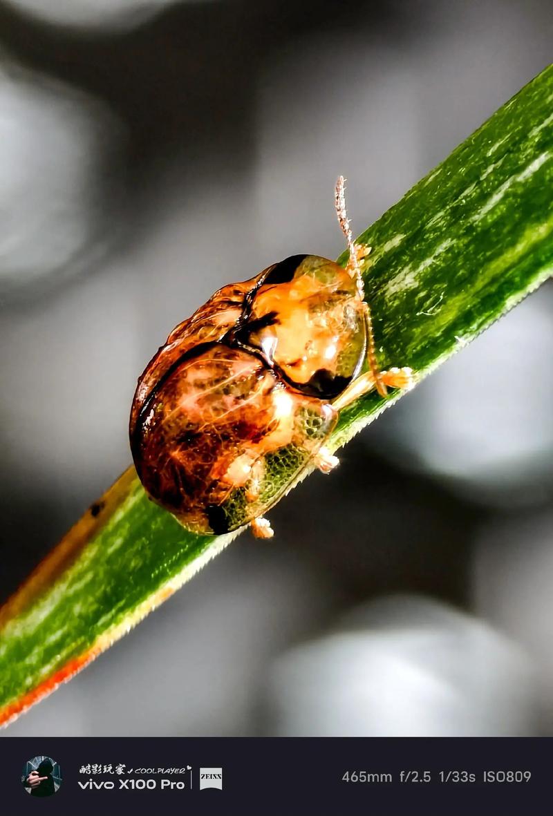 索尼比较好的微距镜头，索尼微距镜头90还是100？-第7张图片-优品飞百科