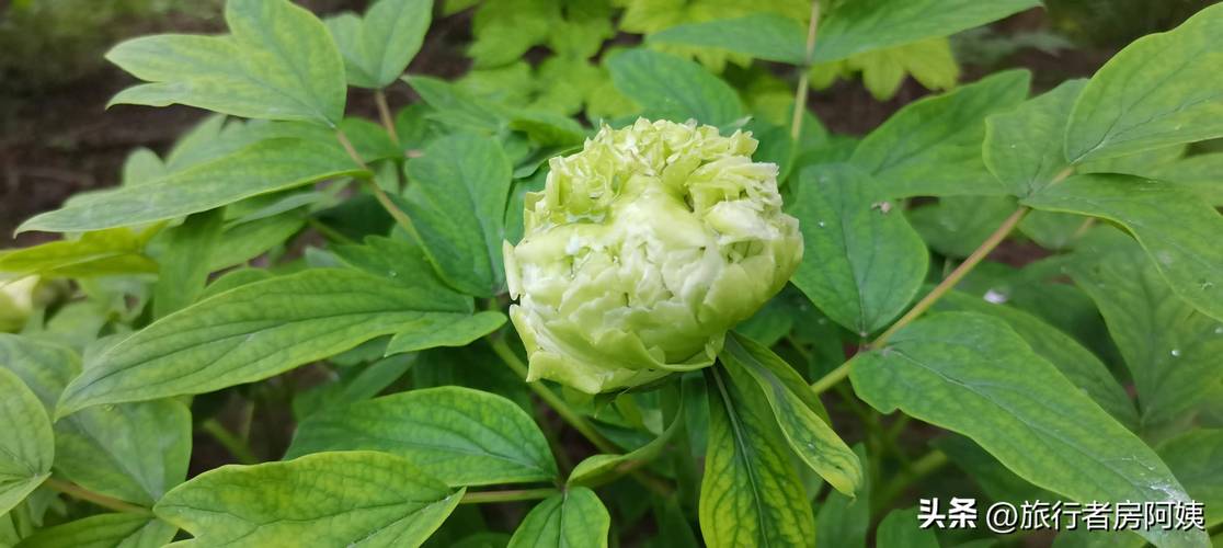 疫情期间狼山？疫情期间狼山封城了吗？-第5张图片-优品飞百科