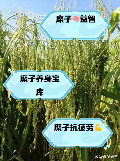 小米糠皮有什么营养？小米糠的营养价值和功效？-第2张图片-优品飞百科