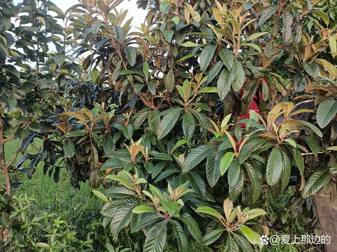 泸县云锦疫情，泸县云锦疫情最新消息-第1张图片-优品飞百科