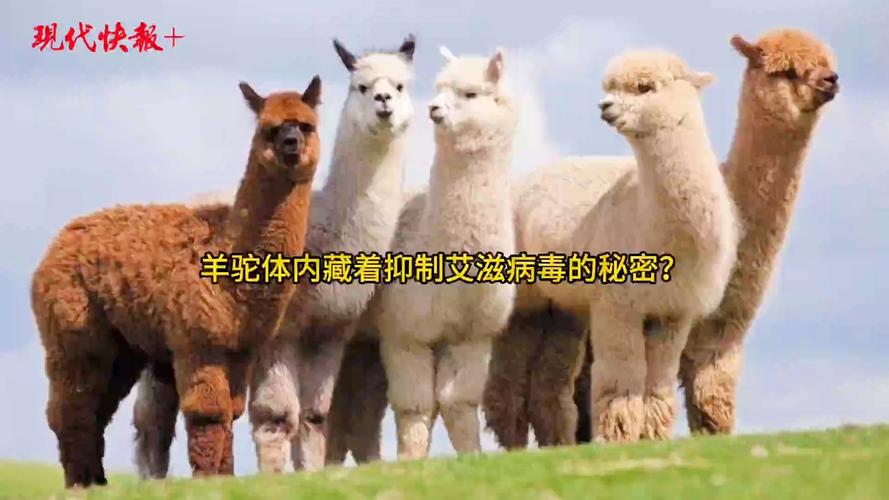 法国疫情轻症？法国疫情已受控？-第6张图片-优品飞百科