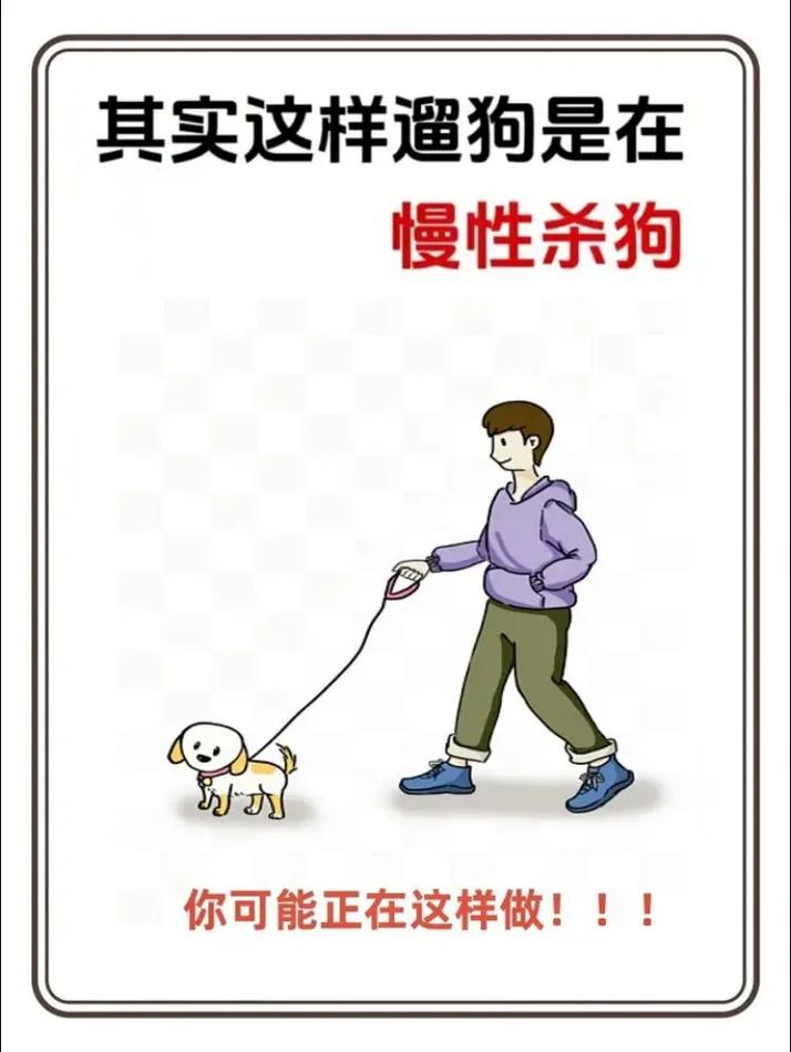 疫情出门遛狗，疫情期间遛狗注意什么？-第2张图片-优品飞百科