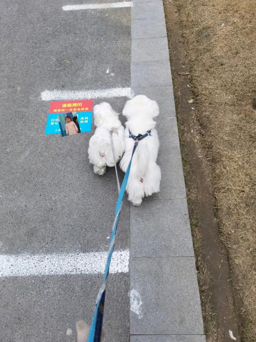 疫情出门遛狗，疫情期间遛狗注意什么？-第4张图片-优品飞百科