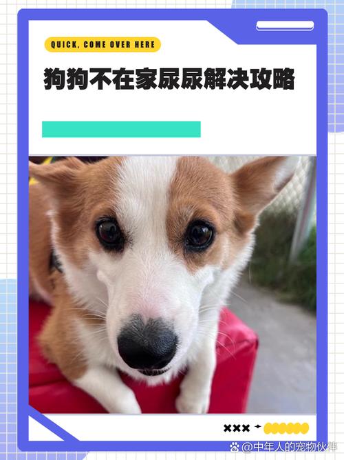 疫情出门遛狗，疫情期间遛狗注意什么？-第5张图片-优品飞百科