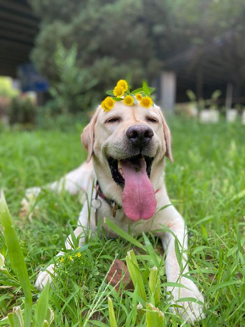 疫情出门遛狗，疫情期间遛狗注意什么？-第8张图片-优品飞百科