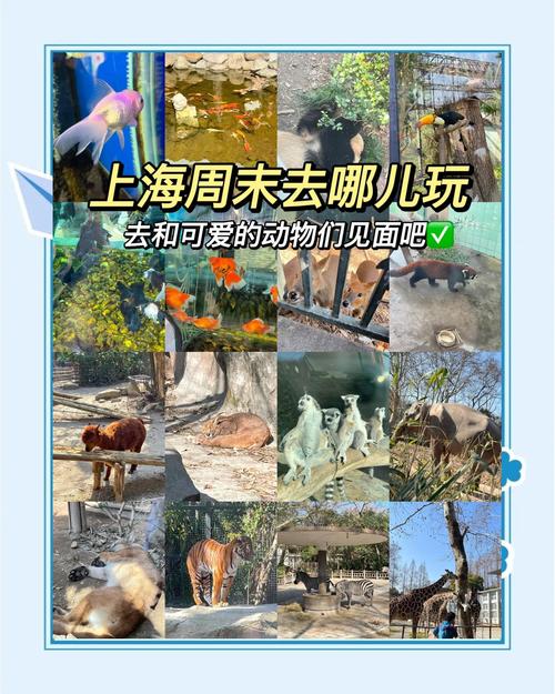 羊驼和疫情，羊驼是新型冠状病毒的克星吗-第3张图片-优品飞百科