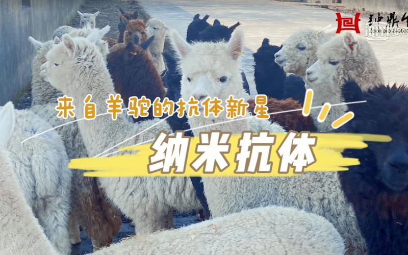 羊驼和疫情，羊驼是新型冠状病毒的克星吗-第4张图片-优品飞百科