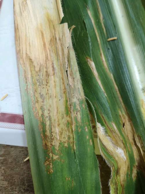 疫情对玉米，疫情期间玉米能涨价吗