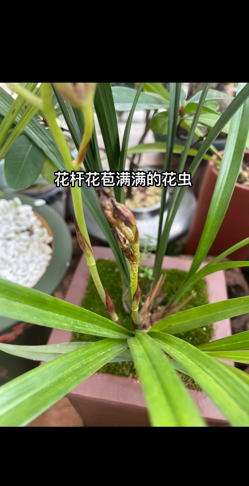 以花会疫情，以花会友的唯美句子-第4张图片-优品飞百科