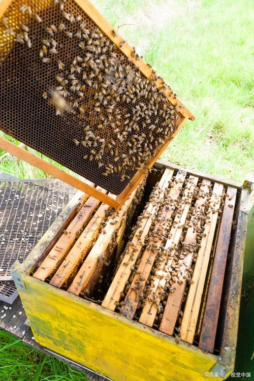 疫情期养蜂，2021养蜂能赚钱吗？-第1张图片-优品飞百科