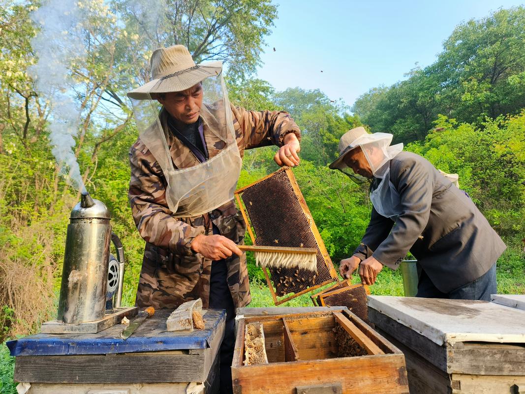 疫情期养蜂，2021养蜂能赚钱吗？-第3张图片-优品飞百科