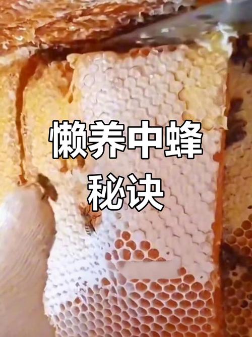 疫情期养蜂，2021养蜂能赚钱吗？-第4张图片-优品飞百科