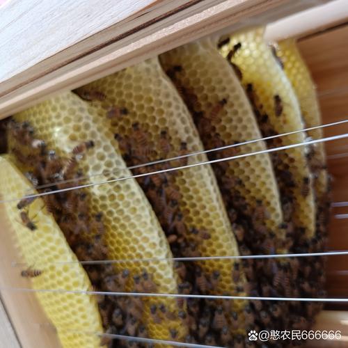 疫情期养蜂，2021养蜂能赚钱吗？-第6张图片-优品飞百科