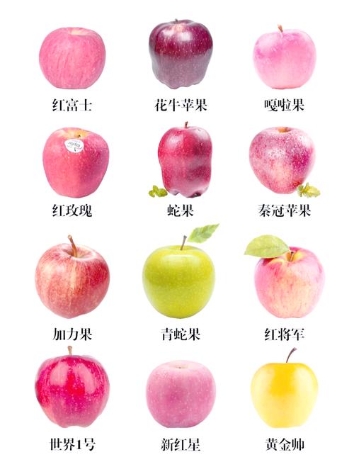 水果苹果介绍资料大全，水果苹果的介绍？-第1张图片-优品飞百科