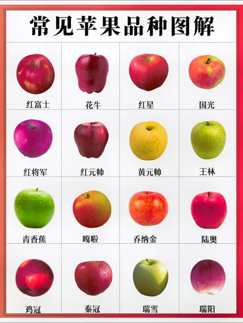 水果苹果介绍资料大全，水果苹果的介绍？-第3张图片-优品飞百科