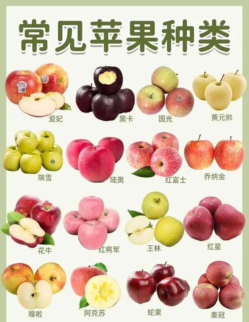 水果苹果介绍资料大全，水果苹果的介绍？-第6张图片-优品飞百科