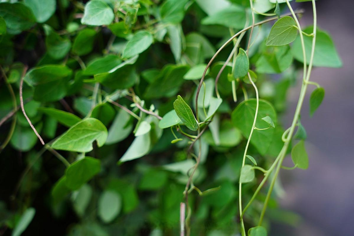 抑制疫情药物，防控疫情的药物？