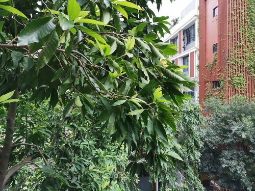 mate20拍照怎么样？mate20手机拍照技巧？-第3张图片-优品飞百科