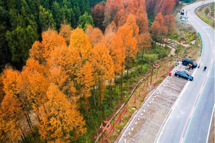 垫江疫情封路，垫江有没有疫情？-第4张图片-优品飞百科