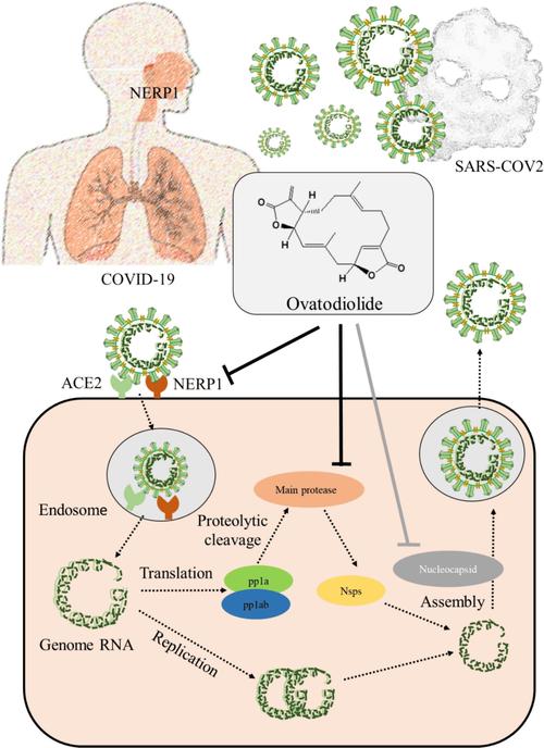 疫情的体现，疫情体现了什么样的精神？-第4张图片-优品飞百科