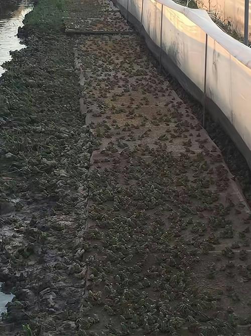 黑斑蛙疫情，2020黑斑蛙行情-第1张图片-优品飞百科