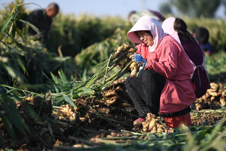 疫情春耕做法？疫情防控期间春耕备耕工作？-第5张图片-优品飞百科