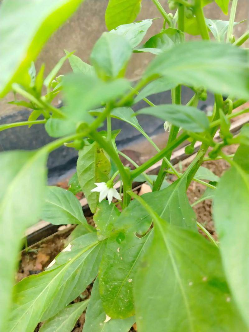 鸡泽县天气预报，鸡泽县天气预报15天查询最新-第1张图片-优品飞百科